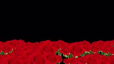 情人节爱情玫瑰花唯美浪漫舞台动态视频背景视频的预览图